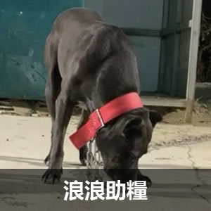浪浪助糧
